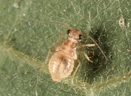 書虱防制方法，書虱怎么徹底消滅？