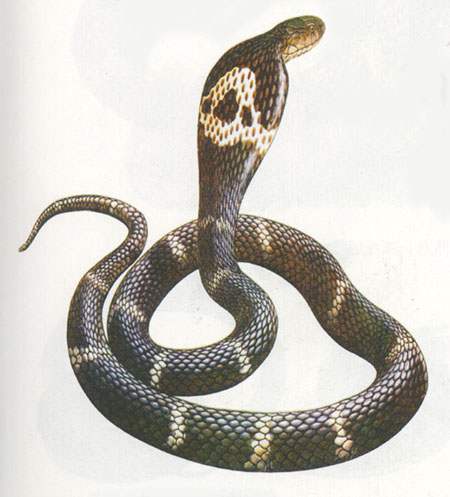 蛇類怎么防治？有什么方法可以預防蛇類入侵？